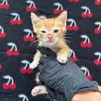 Thumbnail photo of Rollie Pollie #3