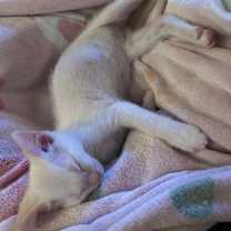 Thumbnail photo of Bee #4