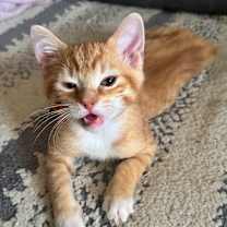 Thumbnail photo of Rollie Pollie #4