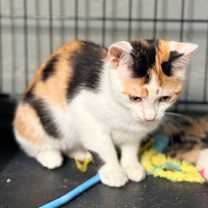 Thumbnail photo of Templeton #4