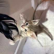 Thumbnail photo of Bugs Bunny #1