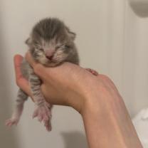 Thumbnail photo of Bugs Bunny #2