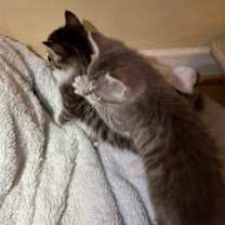 Thumbnail photo of Bugs Bunny #3