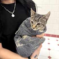 Thumbnail photo of Taxi #2