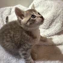 Thumbnail photo of Bugs Bunny #4