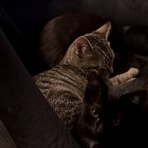 Thumbnail photo of Taxi #3