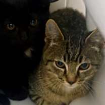 Thumbnail photo of Taxi #4