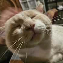 Thumbnail photo of Charming Charles Chipmunk "Chippy" #2