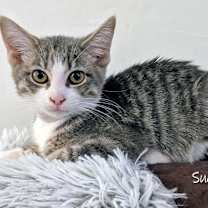 Thumbnail photo of Pepper and Sugar #2