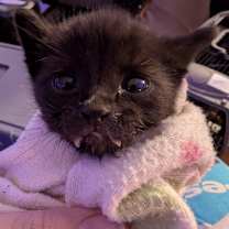 Thumbnail photo of Dullahan #2