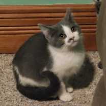 Thumbnail photo of Poppin #2