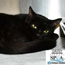 Thumbnail photo of Daisy #2