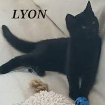 Thumbnail photo of Lyon #1