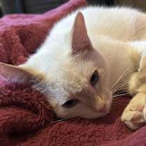 Thumbnail photo of Petra #1