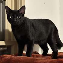 Thumbnail photo of Ennui (with Letto) #2