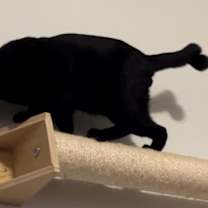 Thumbnail photo of Ennui (with Letto) #4