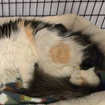 Thumbnail photo of Zuppa #1