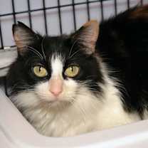 Thumbnail photo of Zuppa #2