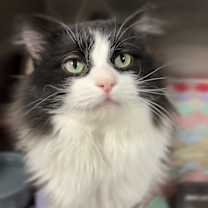 Thumbnail photo of Harry #1