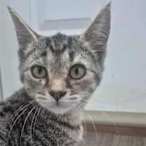 Thumbnail photo of Ginger #1