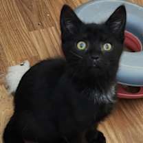 Thumbnail photo of Onyx #3