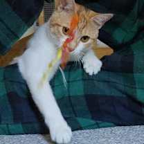 Thumbnail photo of Scarlet #1