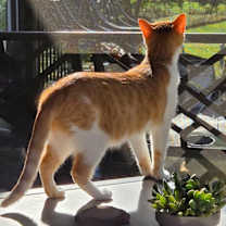 Thumbnail photo of Scarlet #3