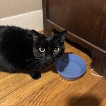 Thumbnail photo of Mushu #2