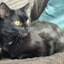 Thumbnail photo of QueenieTot #1