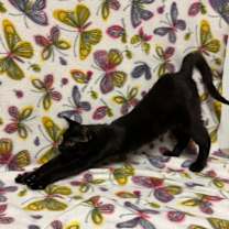 Thumbnail photo of Prince Gristle #1