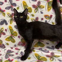 Thumbnail photo of Prince Gristle #2