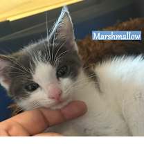 Thumbnail photo of Marshmallow #1
