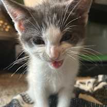 Thumbnail photo of Marshmallow #2