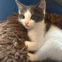 Thumbnail photo of Marshmallow #3