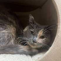 Thumbnail photo of Butterscotch #1