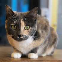 Thumbnail photo of Butterscotch #2