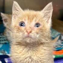 Thumbnail photo of Biscuit #1