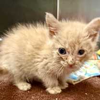 Thumbnail photo of Biscuit #2