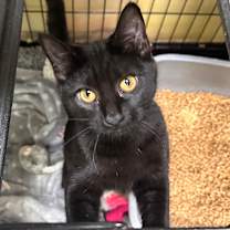 Thumbnail photo of Scone #1