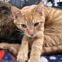 Thumbnail photo of Navy #4