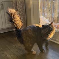 Thumbnail photo of Sydney #4