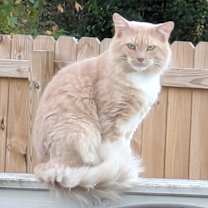 Thumbnail photo of Toby #1