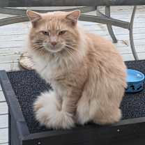 Thumbnail photo of Toby #2