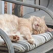 Thumbnail photo of Toby #3