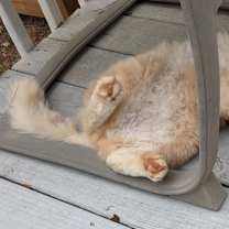 Thumbnail photo of Toby #4