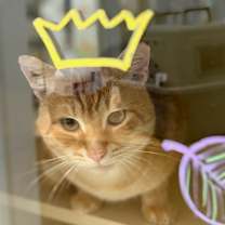 Thumbnail photo of King #4