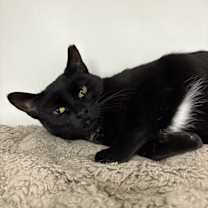 Thumbnail photo of Sonata #1