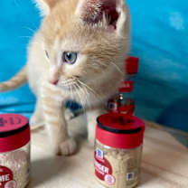 Thumbnail photo of Cardamom #2