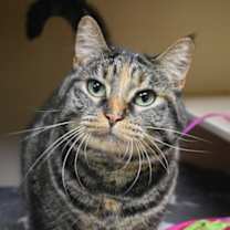 Thumbnail photo of Batman #1