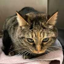 Thumbnail photo of Batman #2